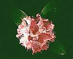 Klick: Parallelsicht Stereobild 31kB: Hellrote Blumen