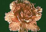 Klick: Parallelsicht Stereobild 38kB: Rötlichweiße Nelke