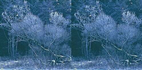 Parallelsicht Stereobild Waldweben 17
