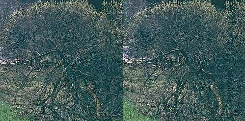 Parallelsicht Stereobild Waldweben 21