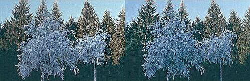 Klick: Bild 118kB; B=800px